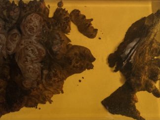 Red Elm Burl, Terracotta Transluscent Resin
